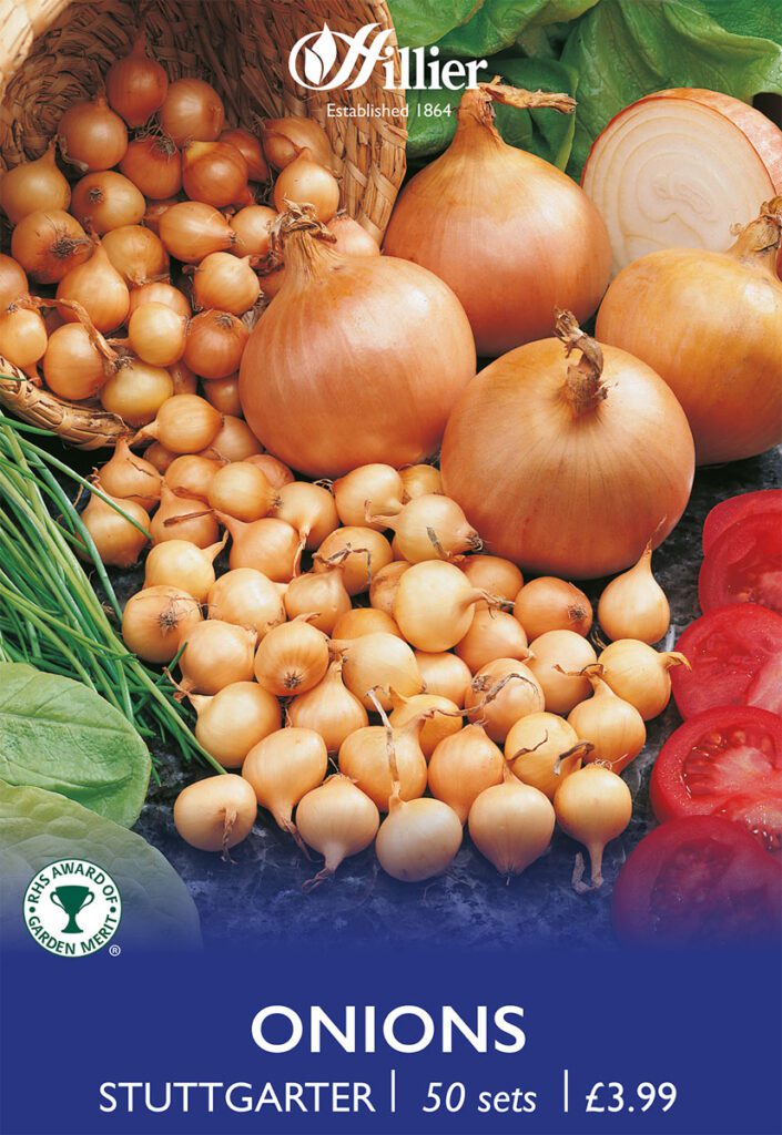 Stuttgarter Onion Sets 8718641999349 2